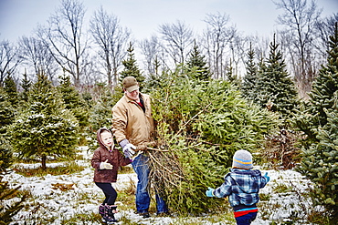 Father And Daughter Carrying Cut Down Christmas Tree From A Christmas Tree Farm, Stoney Creek, Ontario, Canada