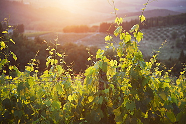 The Sun Sets Amongst The Rolling Hills Of Tuscany, Tuscany, Italy