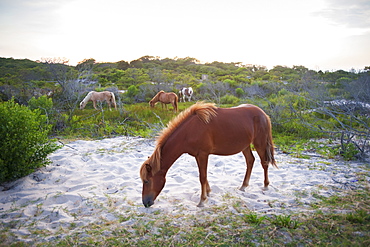 Horses Grazing At Assateague Island National Seashore, Maryland, United States Of America