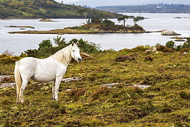 Single White Horse In Scrubby Field With Bay And Island In Background, Clifden, County Galway, Ireland