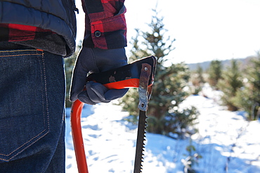 A Man Walking To Choose And Cut A Fresh Christmas Tree At A Christmas Tree Farm, Minnesota, United States Of America