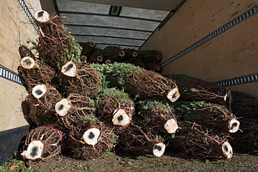 Cut Trees In A Pile At A Christmas Tree Farm Loaded In A Truck For Transport, Minnesota, United States Of America