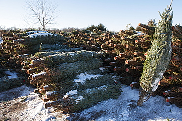 Cut Trees In A Pile At A Christmas Tree Farm, Minnesota, United States Of America