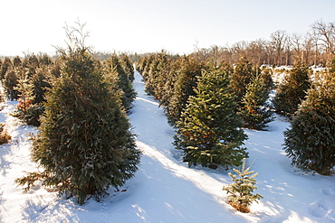 Christmas Tree Farm, Minnesota, United States Of America