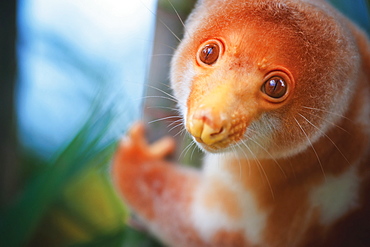 A Cuscus (Papua New Guinea Tree Possum), Papua New Guinea