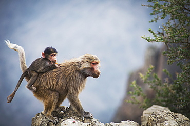 Mountain Monkeys, Taif, Saudi Arabia