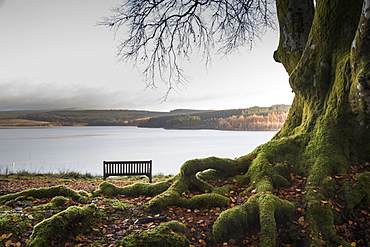 Moss Covered Tree Trunk And Roots At The Edge Of A Tranquil Lake With A Bench, Kielder, Northumberland, England