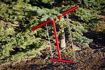 Cutting A Fresh Christmas Tree, Chilliwack, British Columbia, Canada