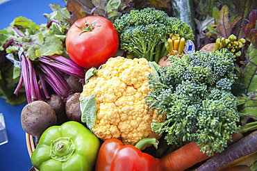 Basket Of Freshly Harvested Vegetables, Palmer, Alaska, United States Of America