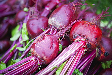 Freshly Harvested Beets (Beta Vulgaris), Palmer, Alaska, United States Of America