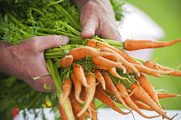 Man Holding Out A Bundle Of Carrots (Carota), Palmer, Alaska, United States Of America