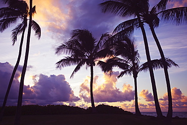 Palm Trees At Sunset, Wailea, Maui, Hawaii, United States Of America