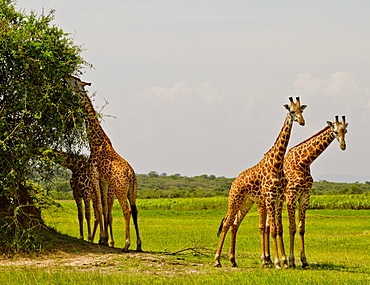 Masai Giraffes, Akagara Game Park, Rwanda