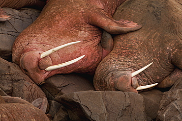 Pacific Walrus (Odobenus Rosmarus) Males Resting Side-By-Side, Walrus Islands State Game Sanctuary, Round Island, Bristol Bay, Western Alaska