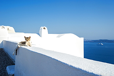 A Cat Lays On A Whitewash Wall With A View Of The Aegean Sea, Oia, Santorini, Greece