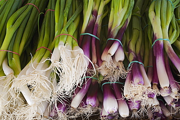 Leeks For Sale At A Roadside Stand, Dunham, Quebec, Canada