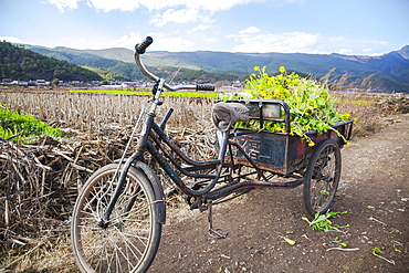 Three Wheeled Bicycle With Vegetables, Lijiang, Yunnan Province, China