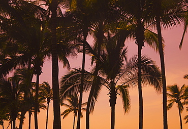 Palm Trees At Sunset, Mazatlan, Mexico