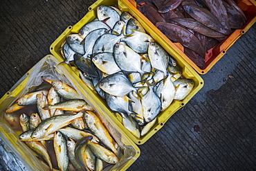 Fish Basket In Street Market From Villages Around Xiapu City, Famous Place For Chinese Traditional Fishing, Xiapu, Fujian, China