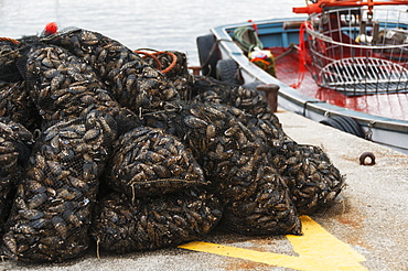 Mussels, Sanxenxo, Galicia, Spain