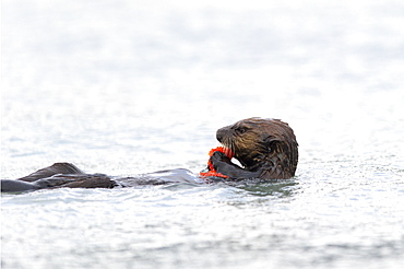 Sea Otter (Enhydra Lutris) Eating Salmon Eggs, Valdez, Alaska, United States Of America