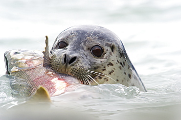 Seal With Silver Salmon In It's Mouth, Valdez, Alaska, United States Of America