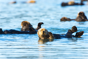 Sea Otters (Enhydra Lutris) Just Hanging Around, Cordova, Alaska, United States Of America