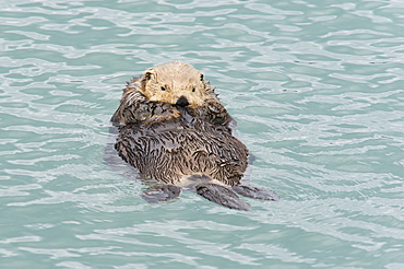 Sea Otter (Enhydra Lutris) Relaxing In The Water, Cordova, Alaska, United States Of America