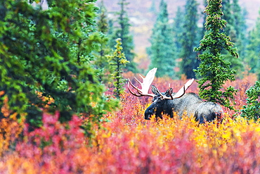 Moose Bull In Autumn Coloured Bushes, Denali, Alaska, United States Of America