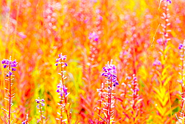 Fireweed, Kennicott, Alaska, United States Of America