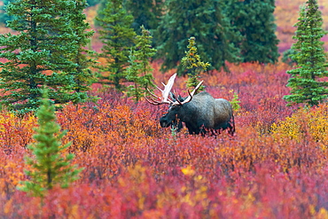 Moose Bull In The Autumn Coloured Bushes, Denali, Alaska, United States Of America