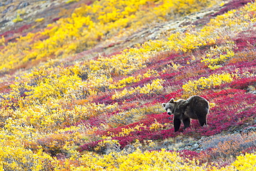 Grizzly Bear (Ursus Arctos Horribilis) Eating The Last Berries In Autumn, Denali, Alaska, United States Of America