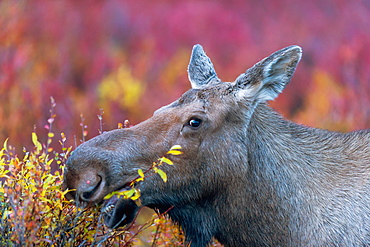 Close Up Of A Moose Cow Eating, Denali, Alaska, United States Of America