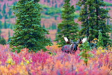 Moose Bull In The Autumn Coloured Bushes, Denali, Alaska, United States Of America