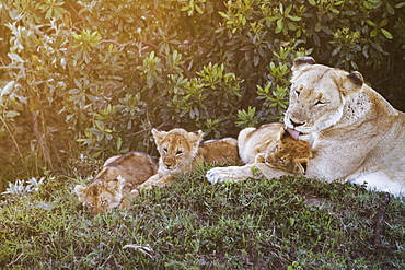 East African Lioness (Panthera Leo Nubica) And Her Cubs At Dusk, Mara Naboisho Conservancy, Kenya