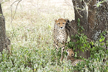 Female Cheetah (Acinonyx Jubatus) Rubs Against Tree Trunk While Young Cub Looks Up At Her From Below Near Ndutu, Ngorongoro Crater Conservation Area, Tanzania