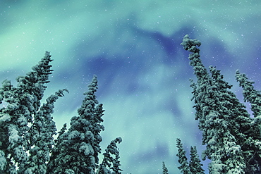 Northern Lights Over Snowcovered Evergreen Trees, Copper River Valley, Southcentral Alaska, Winter