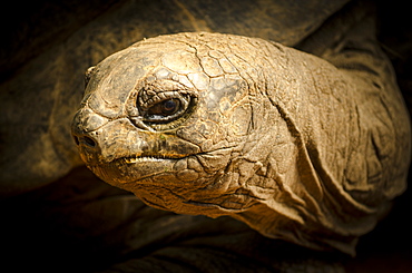 Close Up Of A Tortoise At The Munich Zoo, Munich, Germany