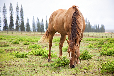 A Horse Grazes At Koele Stables, Lanai, Hawaii, United States Of America