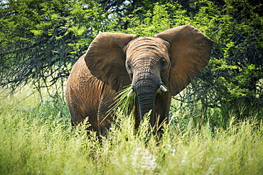 Elephant (Elephantidae) Feeding At Dinokeng Game Reserve, South Africa