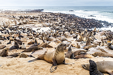 Cape Fur Seals (Pinnipedia) On The Seal Reserve Of The Skeleton Coast, Cape Cross, Namibia