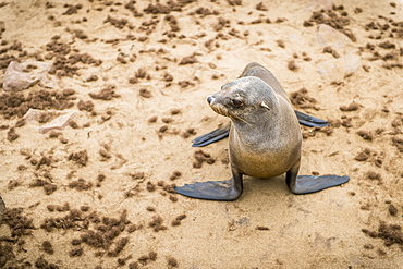 Cape Fur Seal (Pinnipedia) On The Seal Reserve Of The Skeleton Coast, Cape Cross, Namibia