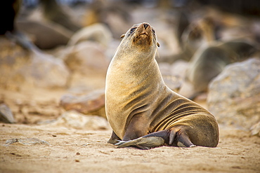 Portrait Of A Cape Fur Seal (Pinnipedia) Amidst The Thousands Of Seals In The Cape Cross Seal Reserve Along The Skeleton Coast, Cape Cross, Namibia