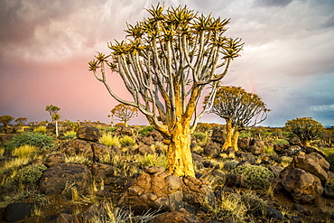 Quiver Tree (Aloe Dichotoma) Forest In The Playground Of The Giants, Keetmanshoop, Namibia