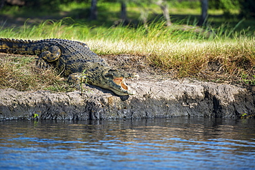 Crocodile (Crocodylinae), Chobe National Park, Kasane, Botswana