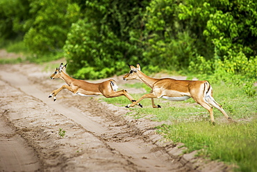 Impala (Aepyceros Melampus), Chobe National Park, Kasane, Botswana