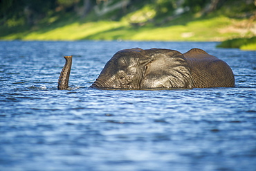 African Elephant (Loxodonta), Chobe National Park, Kasane, Botswana