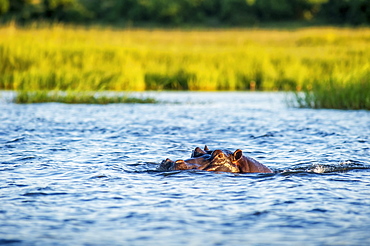 Hippo (Hippopotamus Amphibius), Chobe National Park, Kasane, Botswana