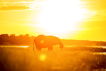 African Elephant (Loxodonta), Chobe National Park, Kasane, Botswana