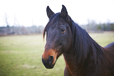 Thoroughbred, The Mane Intent Equestrian Centre, Keane, Ontario, Canada